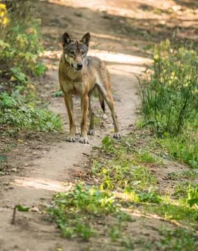 Portrait of Eurasian wolf Fotos de archivo