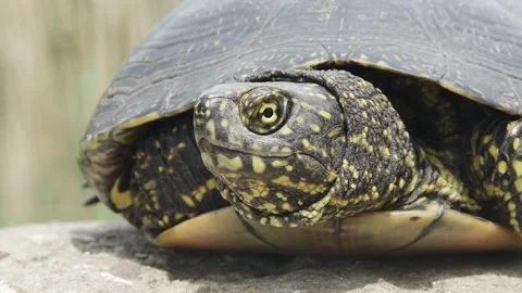 Portrait of european bog turtle front view, close-up Stock Footage 241707896