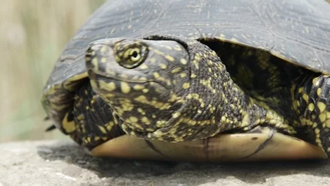 Portrait of European bog turtle front view, macro Stock Footage 241707898