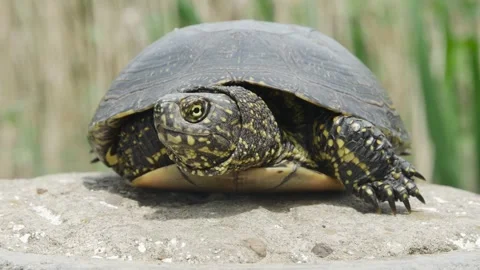 Portrait of a European marsh turtle front view, against the background of la Stock Footage 241707788