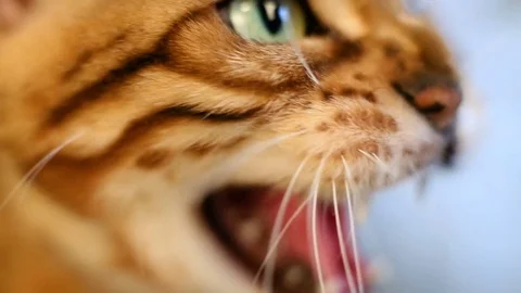 Portrait Of An Evil Cat Stock Footage 75238526