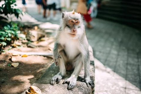 Portrait of expressive long tailed monkey sitting in natural habitat Stock Photos