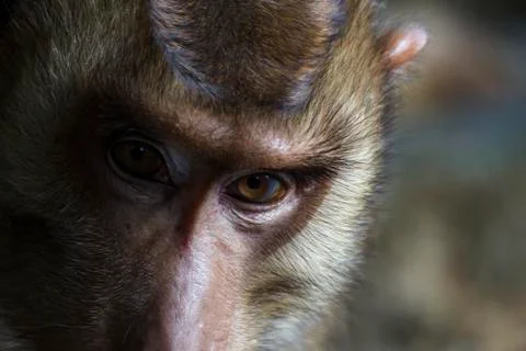 Portrait face of a common monkey Stock Photos