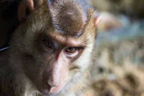 Portrait face of a common monkey Foto stock