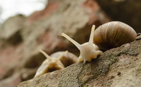 Portrait of a face Couple of snails on the bricks of the building. The snails Stock Photos