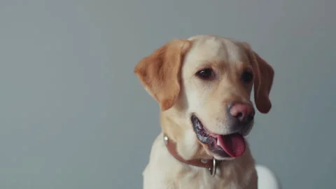 Portrait face cute labrador dog beautiful look around animal large retriever Stock Footage 314020113