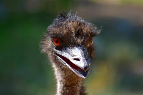 Portrait of the face of an Emu Stock Photos