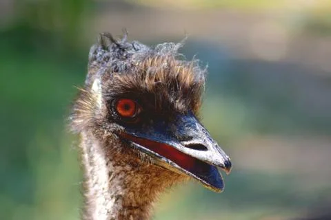 Portrait of the face of an Emu Stock Photos