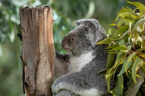 Portrait of the face of a koala resting on a tree Stock Photos