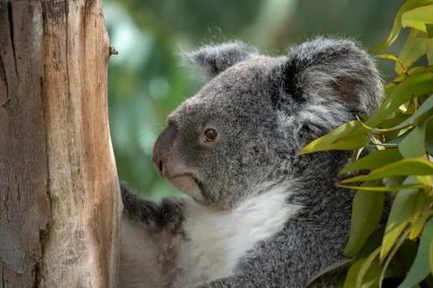 Portrait of the face of a koala resting on a tree Stock Photos