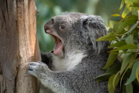 Portrait of the face of a koala resting on a tree yawning Stock Photos