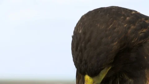 Portrait of a falcon Stock Footage 87351602