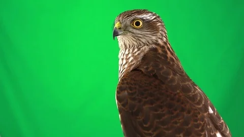 Portrait falcon on green screen, studio shot Video stock 79489970