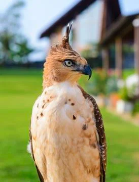 Portrait of a falcon Stock Photos