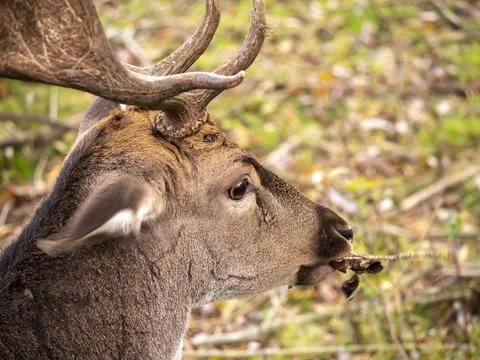 Portrait of a fallow deer in a forest clearing. Stock Photos