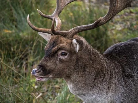 Portrait of a fallow deer in the forest Stock Photos