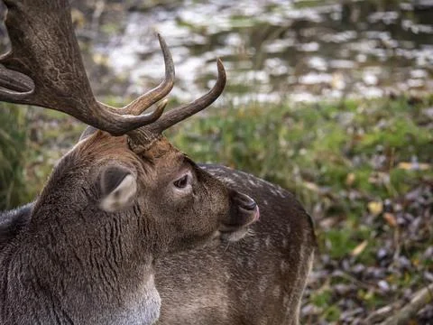 Portrait of a fallow deer on a glade Stock Photos