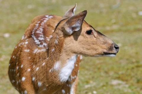 Portrait of  fallow deer Stock Photos