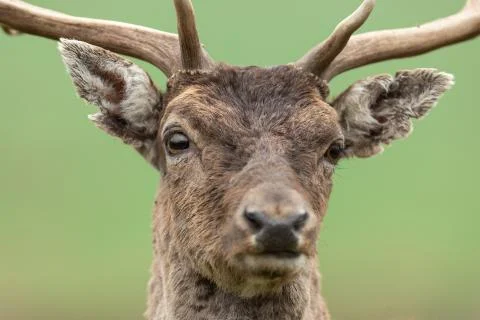 Portrait of a fallow deer Foto stock