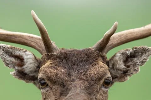 Portrait of a fallow deer Stock Photos