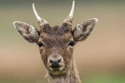 Portrait of a fallow deer Stock Photos