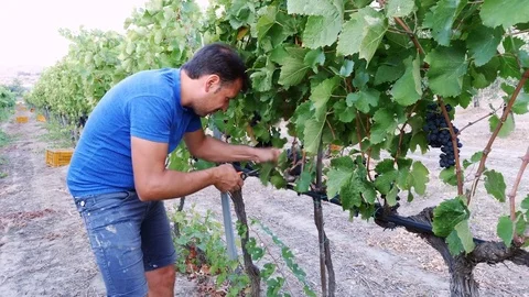 Portrait of farmer cutting grapes from a tree during harvest in south of Italy Stock-Footage 80064127