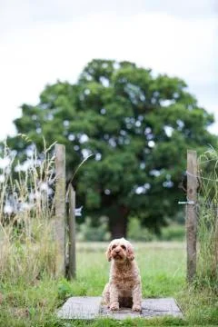 Portrait of fawn coated young Cavapoo sitting near gate in  a meadow. Stock Photos