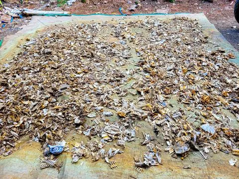 Portrait of fish bones Stock Photos