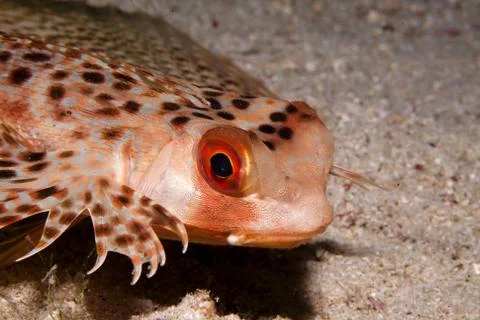 Portrait of a fish Stock Photos