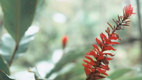 Portrait of a flower Stock Footage 128141759