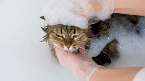 Portrait of a fluffy cat with foam in a white bath. Grooming procedure. Stock Footage 171978560