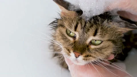 Portrait of a fluffy cat with foam in a white bath. Grooming procedure. Stock Footage 171978728