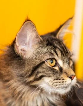 Portrait of a fluffy cat Stock Photos