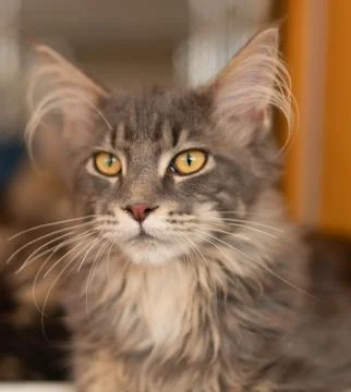 Portrait of a fluffy cat Stock Photos