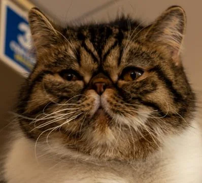 Portrait of a fluffy cat Stock Photos
