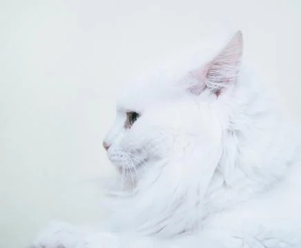 Portrait of fluffy cat. Stock Photos