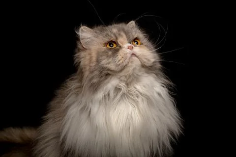 Portrait of a fluffy cat Stock Photos