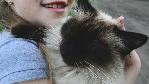 Portrait of fluffy cat of siamese breed and child girl petting it. Domestic anim Stock Footage 195313289