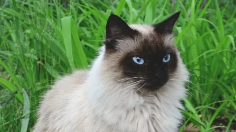 Portrait of fluffy cat of siamese breed sitting in grass. Domestic animal ,pet Stock Footage 195313628