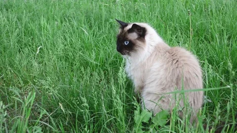 Portrait of fluffy cat of siamese breed sitting in grass. Domestic animal ,pet Stock Footage 195506247