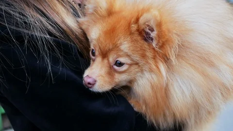 Portrait of a fluffy cute Spitz Stock Footage 107341855