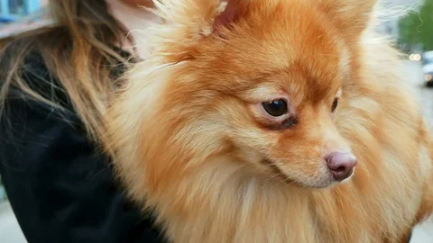 Portrait of a fluffy cute Spitz Stock Footage 107341873