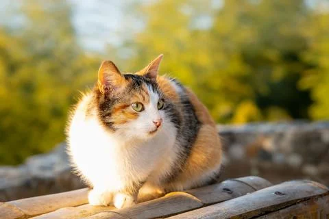 Portrait of fluffy ginger cat basking in rays of sun, cat sit on bamboo bench Stock Photos
