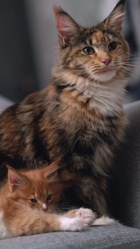 Portrait fluffy Maine Coon cat with Stock Video Pond5