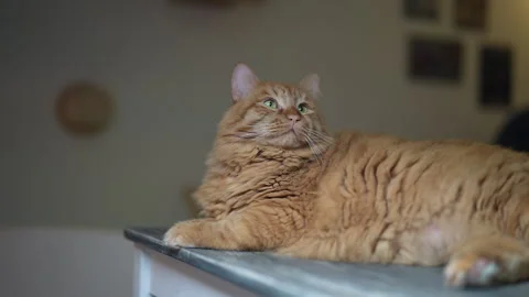 Portrait of fluffy orange cat with long fur and green eyes lying on table. Pet 動画素材 342739649
