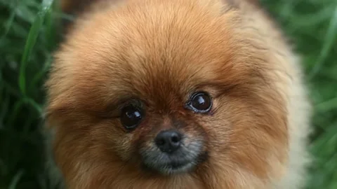 Portrait of fluffy red dog of spitz breed looks at camera loopable. Stock Footage 206358182