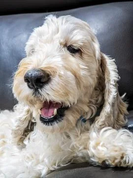Portrait of a fluffy spoodle or cockapoo dog in closeup view Stock Photos