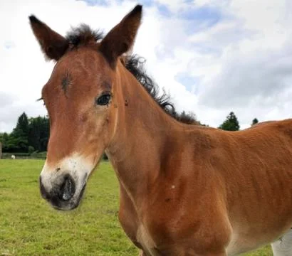 Portrait of a foal Stock Photos
