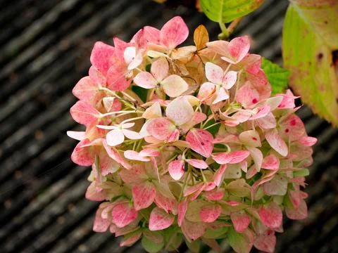 Portrait format picture of pink hydrangea flower heads and colourful leaves in Stock Photos