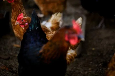 Portrait of Formidable brightly colored Hen. Free Range domestic bird and other Stock Photos